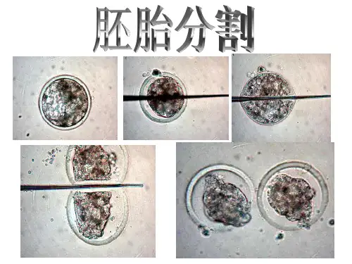 胚胎分割和胚胎干细胞培养