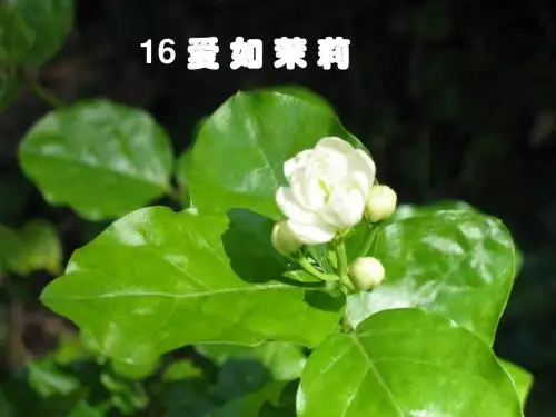 新苏教版五年级语文下册爱如茉莉课件课件