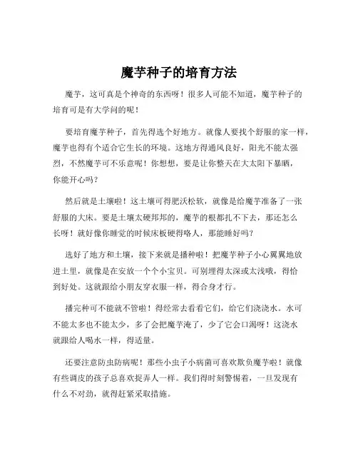 魔芋种子的培育方法
