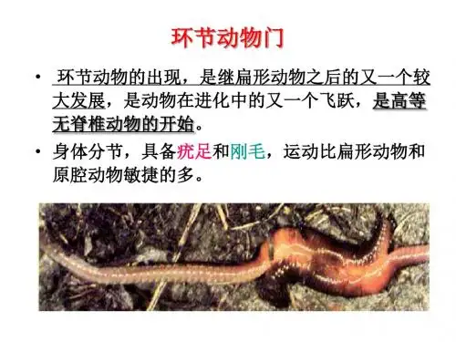 环节动物门