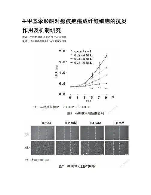 4-甲基伞形酮对瘢痕疙瘩成纤维细胞的抗炎作用及机制研究