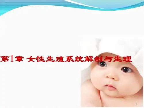 女性生殖系统解剖与生理ppt课件