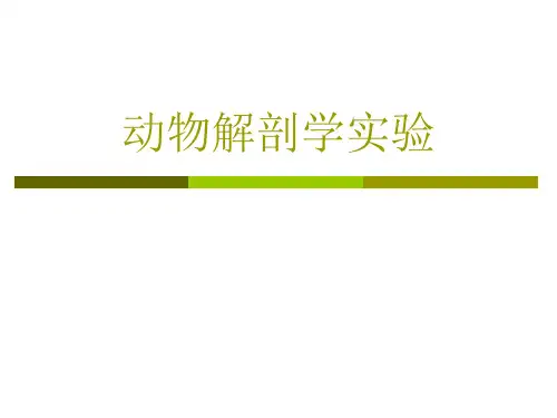 动物解剖学实验