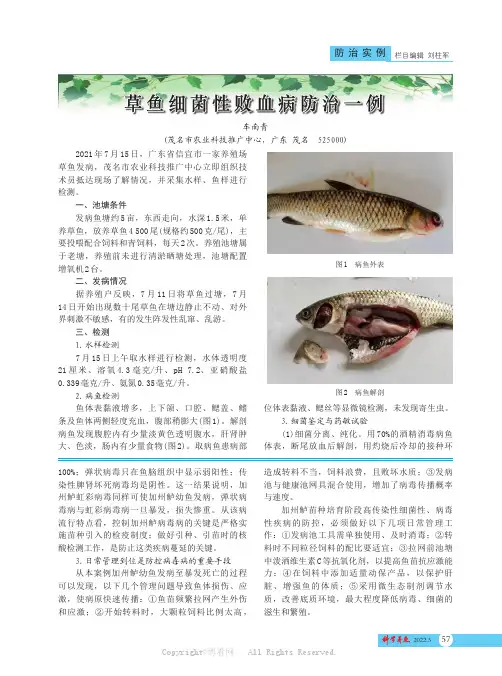 草鱼细菌性败血病防治一例