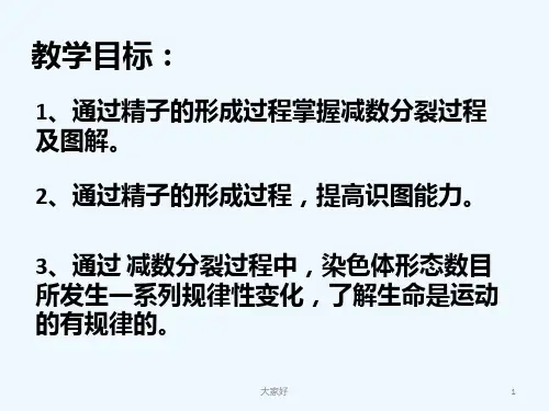 减数分裂过程(公开课)-PPT