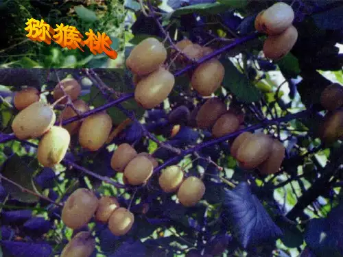 中国猕猴桃栽培面积世界第一共33页文档