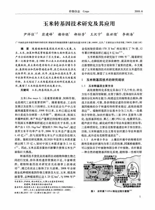 玉米转基因技术研究及其应用