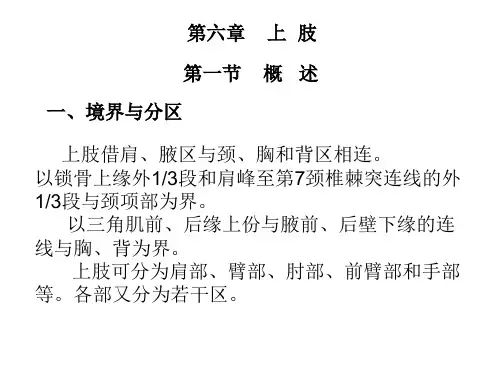 人体解剖学资料—上肢