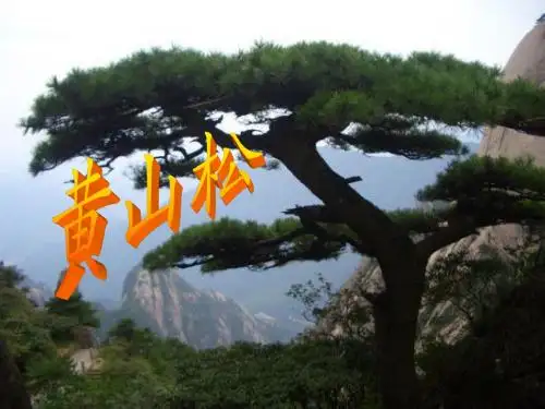 《黄山松》课件2