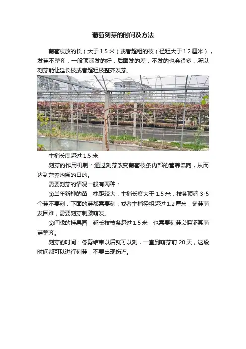 葡萄刻芽的时间及方法