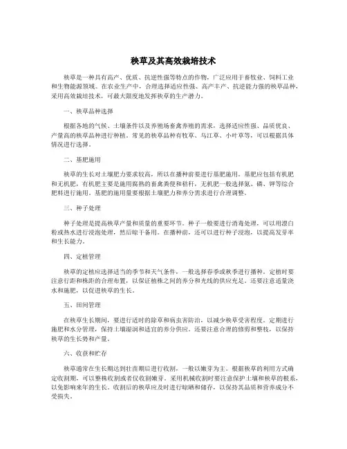 秧草及其高效栽培技术