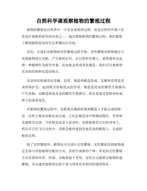 自然科学课观察植物的繁殖过程
