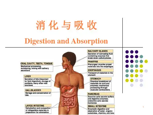 动物生理学消化生理ppt课件