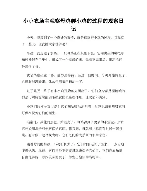 小学三年级作文小小农场主观察母鸡孵小鸡的过程的观察日记