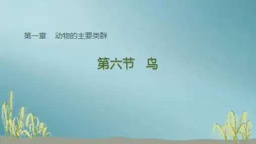 人教版八年级上册第一章第六节   鸟课件