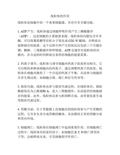 线粒体的作用