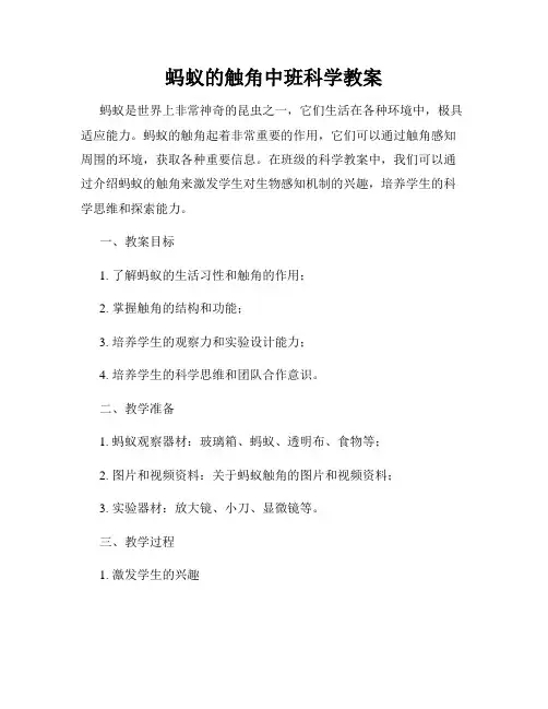 蚂蚁的触角中班科学教案