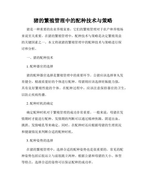 猪的繁殖管理中的配种技术与策略