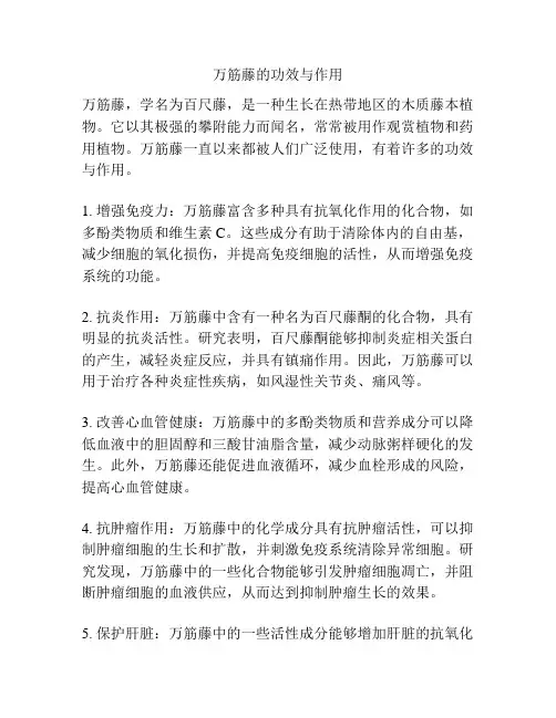 万筋藤的功效与作用