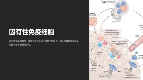 《固有性免疫细胞》课件