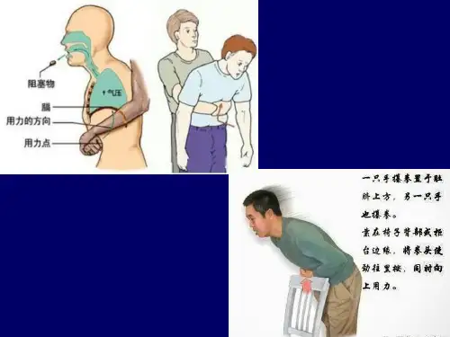 解剖学教学课件：10泌尿系统