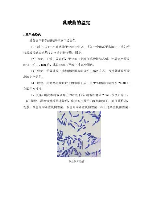 乳酸菌的鉴定