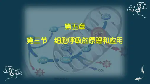 5-3细胞呼吸的原理和应用课件-高一上学期生物人教版必修1 (1)