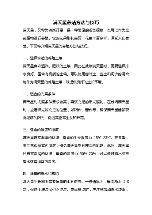 满天星养殖方法与技巧