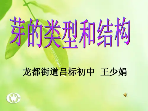 芽的类型和结构汇总