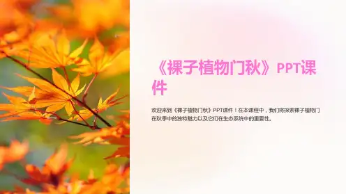 《裸子植物门秋》课件