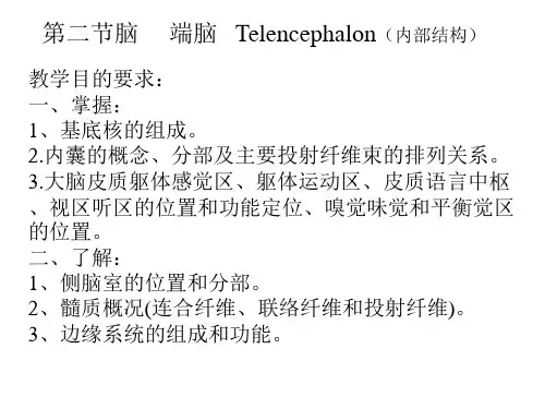 人体解剖学课件-端脑(内部结构)
