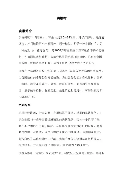 珙桐树价值和爱情传说