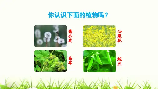 《植物妈妈有办法》名师精品课件(共38张PPT