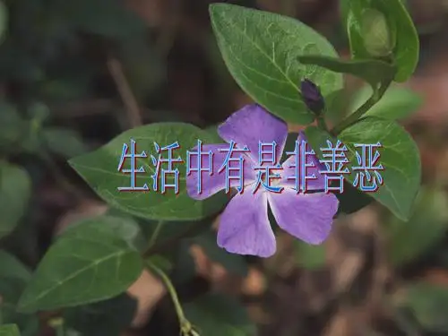 七年级下册思品鲁教版十七课生活中有是非善恶