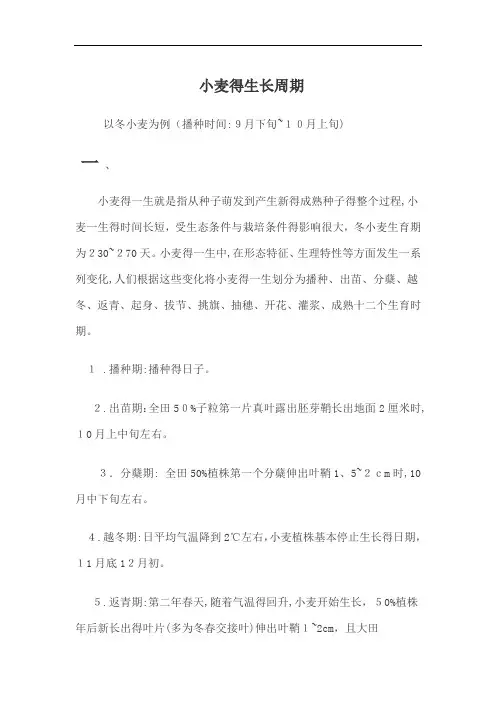 冬小麦生长周期