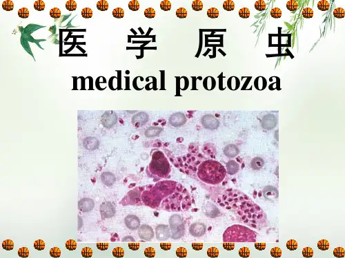寄生虫学第十讲(原虫概论,阿米巴)
