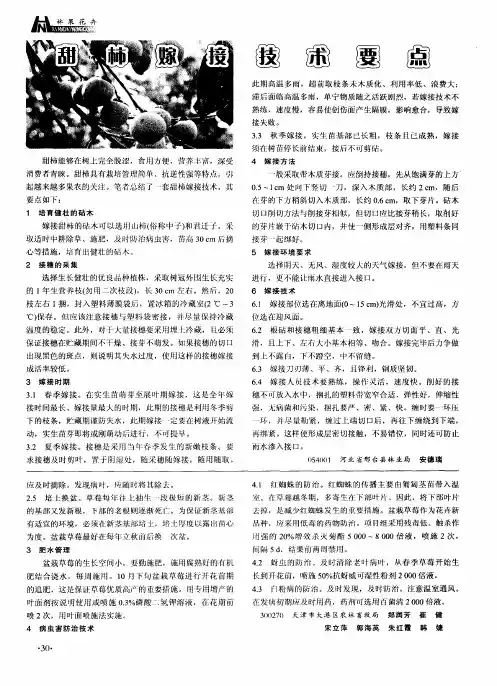 甜柿嫁接技术要点