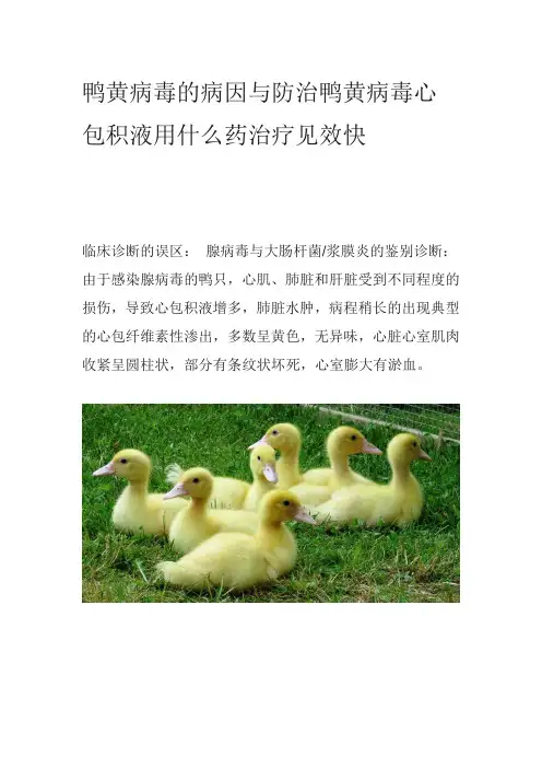 鸭黄病毒的病因与防治鸭黄病毒心包积液用什么药治疗见效快