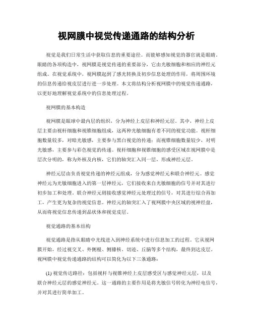 视网膜中视觉传递通路的结构分析