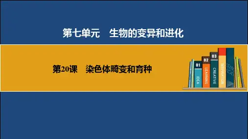 2025届高三生物一轮复习课件第20课 染色体畸变和育种