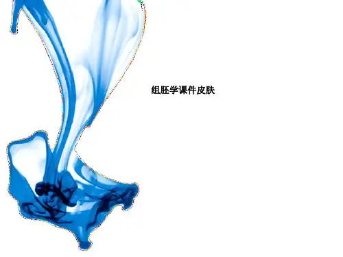 组胚学课件皮肤