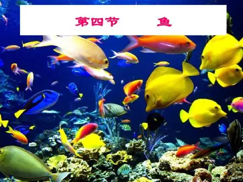 第四节     鱼