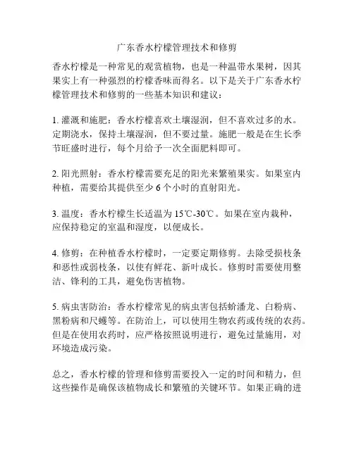 广东香水柠檬管理技术和修剪