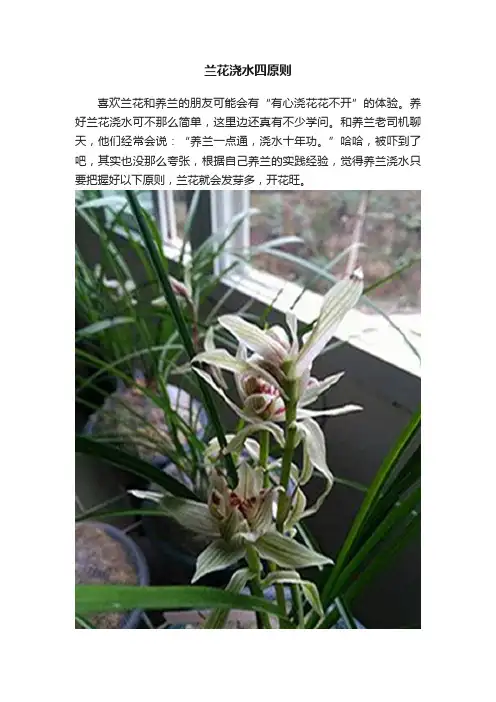兰花浇水四原则