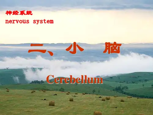 解剖学  小脑、间脑