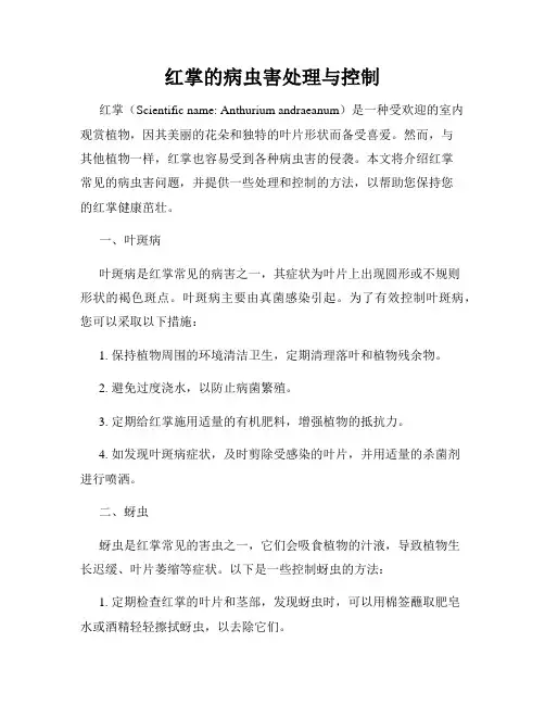 红掌的病虫害处理与控制