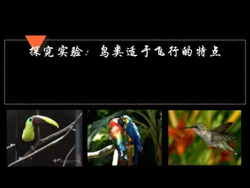 探究实验：鸟类适于飞行的特点PPT课件