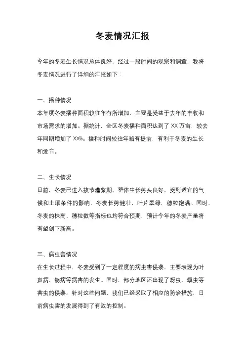 冬麦情况汇报