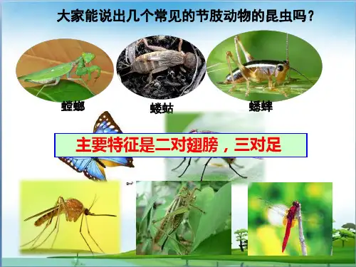 苏教版生物八下21.3《昆虫的生殖和发育》 课件(共20张PPT)