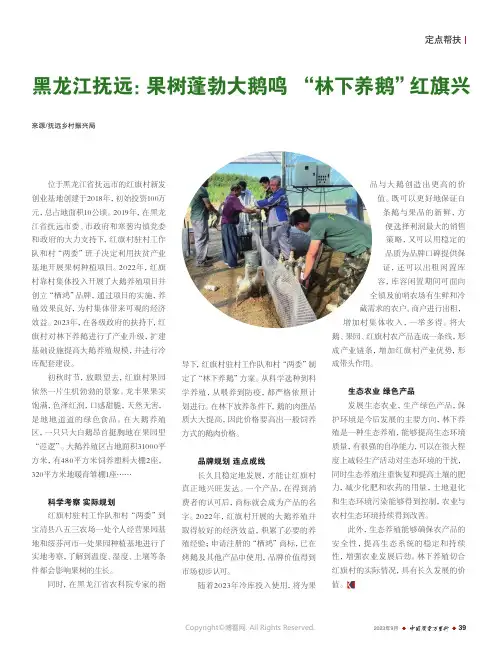 黑龙江抚远：果树蓬勃大鹅鸣_“林下养鹅”红旗兴